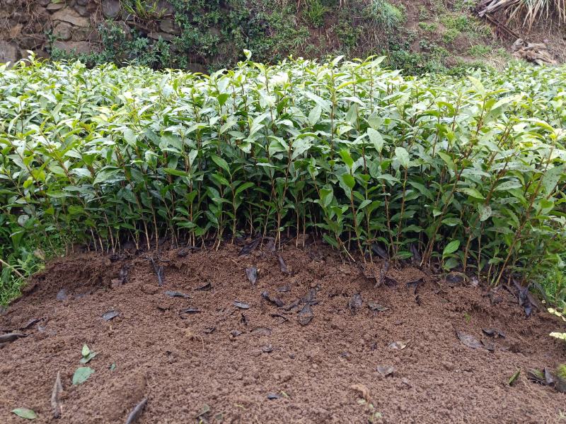 茶苗茶叶小苗黄金芽西湖龙井乌牛早奶白茶白茶
