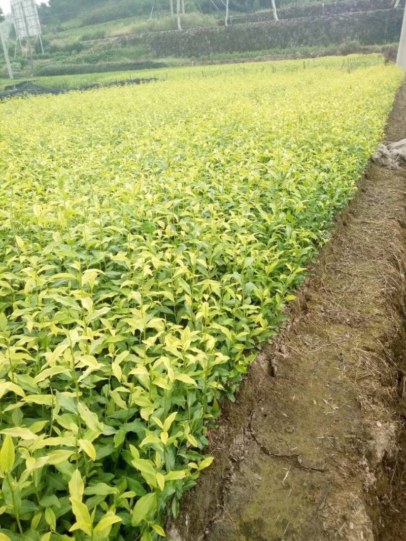 茶苗茶叶小苗黄金芽西湖龙井乌牛早奶白茶白茶