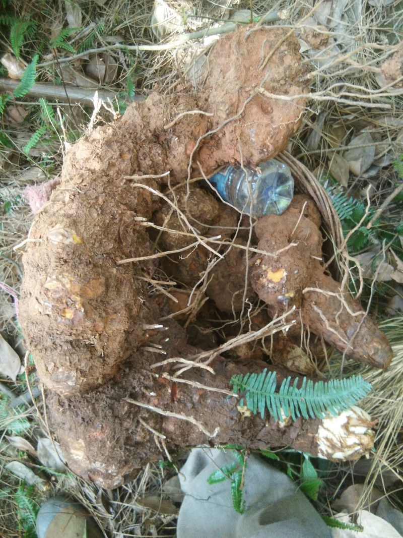 野生土茯苓，长期供应，欢迎老板们一起合作。互利共赢。