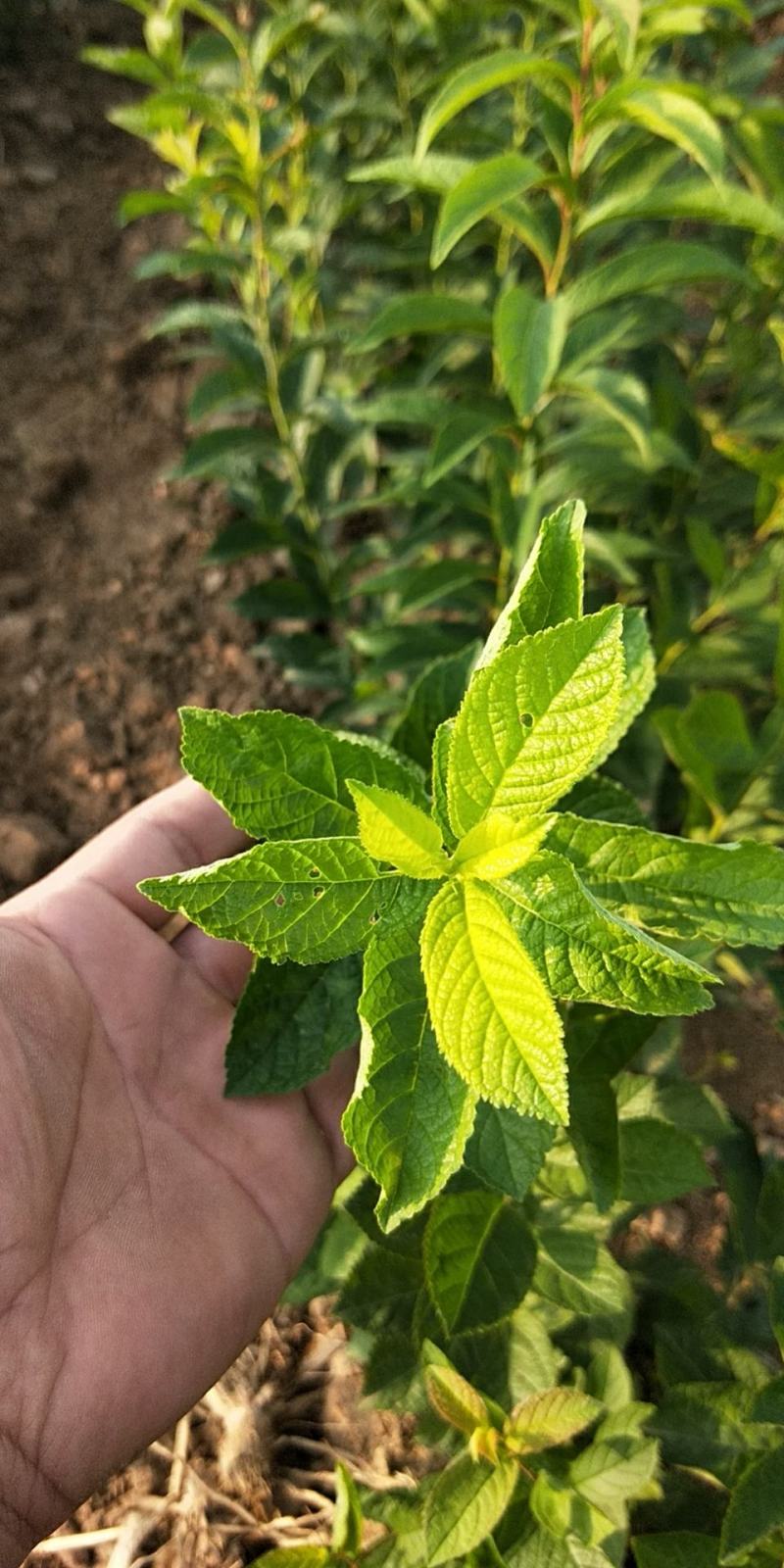 【正上市】钙果苗，钙果种苗，钙果苗产地，钙果苗价格规格齐