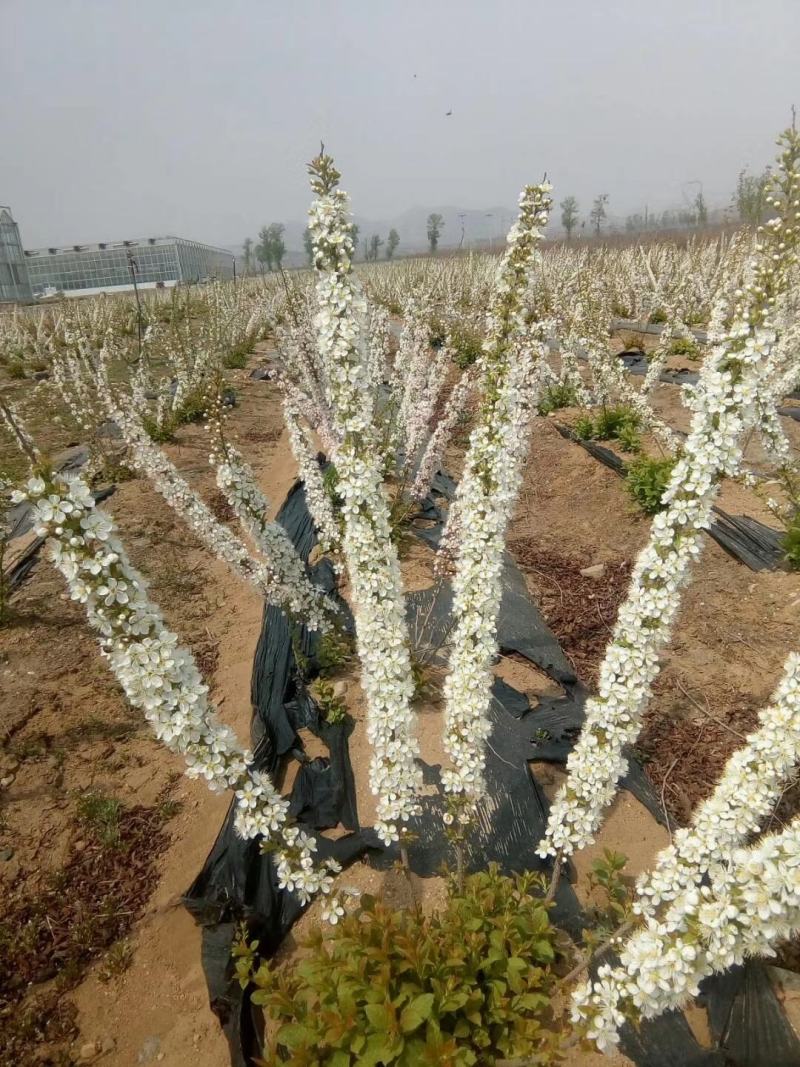 【正上市】钙果苗，钙果种苗，钙果苗产地，钙果苗价格规格齐