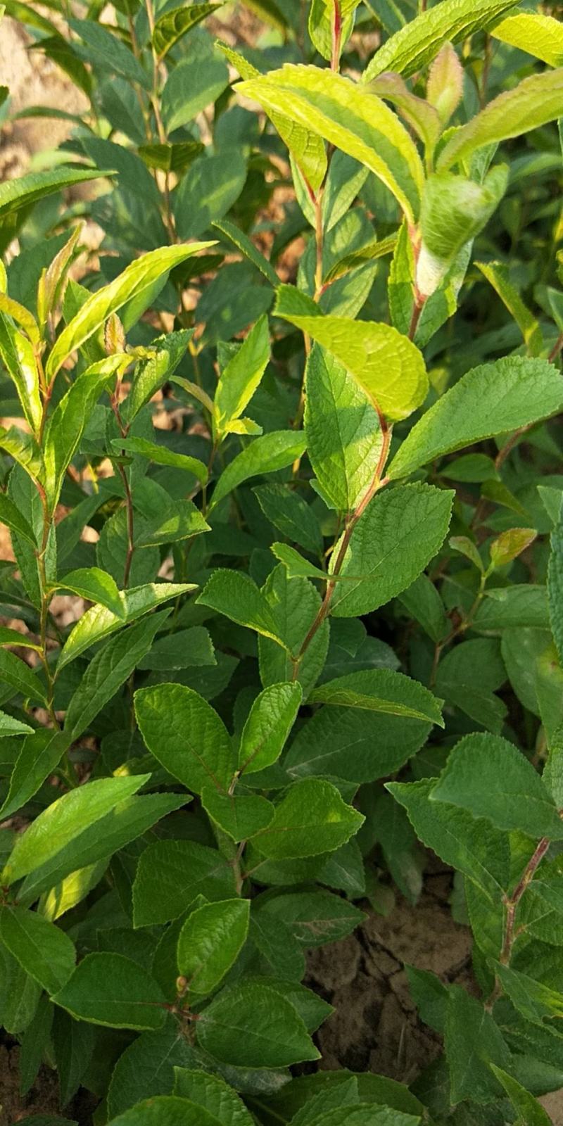 【正上市】钙果苗，钙果种苗，钙果苗产地，钙果苗价格规格齐