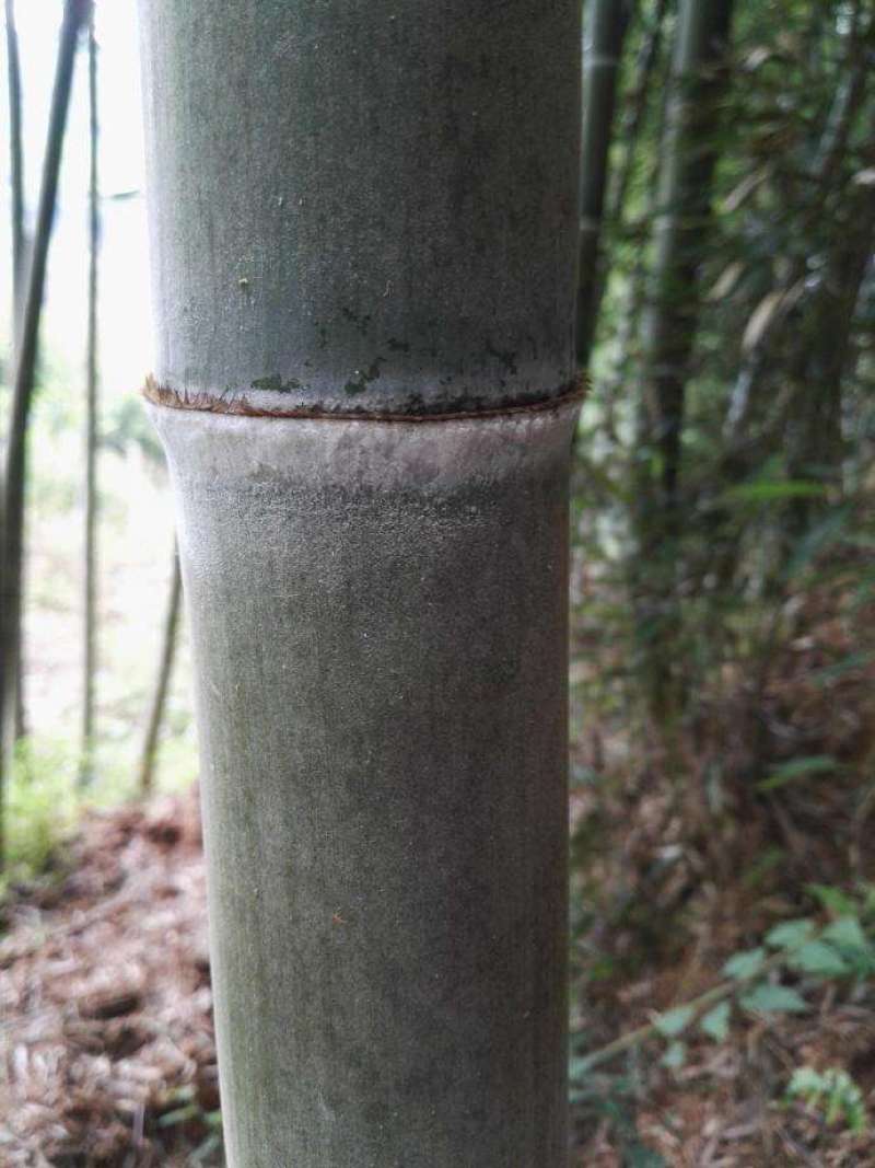 【优质】毛竹竹片大量供应货源充足可视频挑货欢迎电联