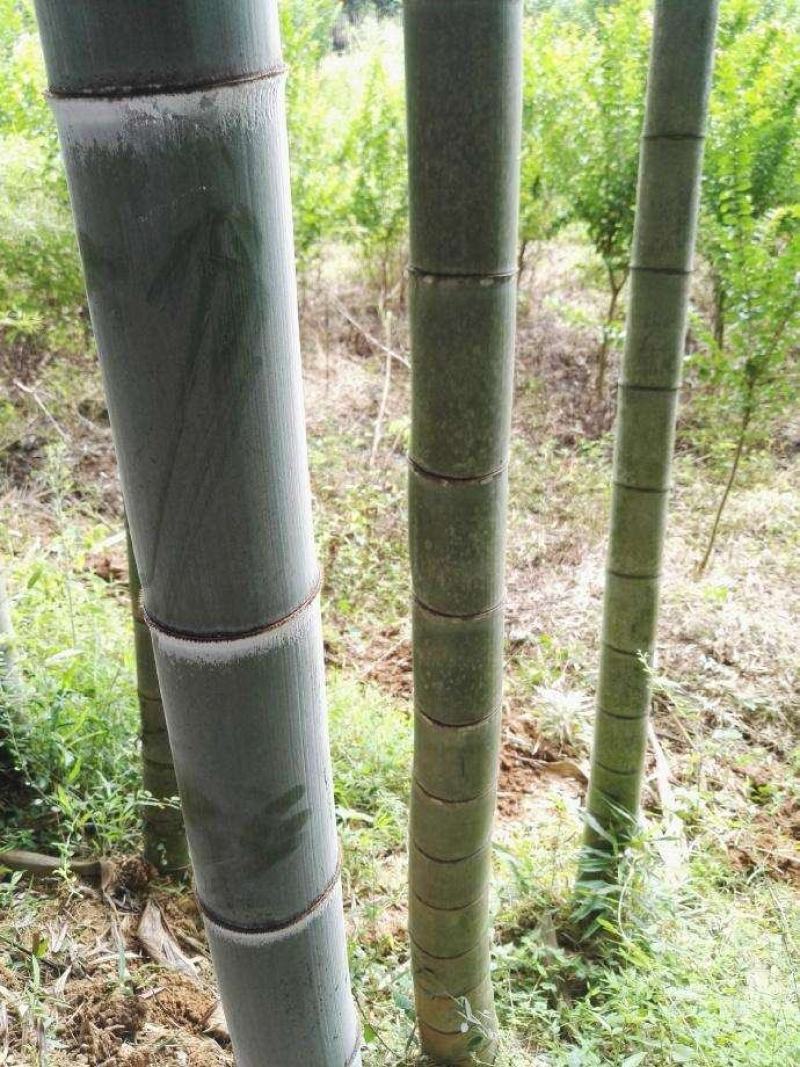 【优质】毛竹竹片大量供应货源充足可视频挑货欢迎电联