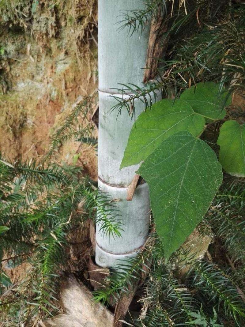 【优质】毛竹竹片大量供应货源充足可视频挑货欢迎电联