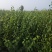 【正上市】钙果苗，钙果种苗，钙果苗产地，钙果苗价格规格齐