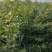 【正上市】钙果苗，钙果种苗，钙果苗产地，钙果苗价格规格齐