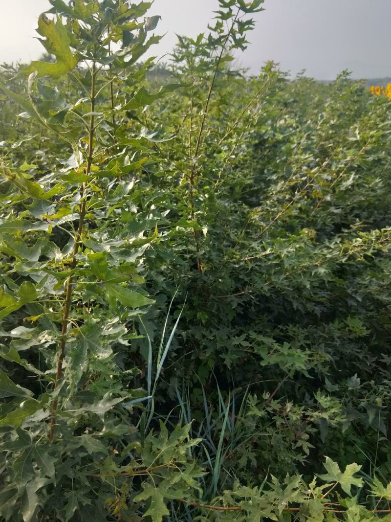 【正上市】钙果苗，钙果种苗，钙果苗产地，钙果苗价格规格齐