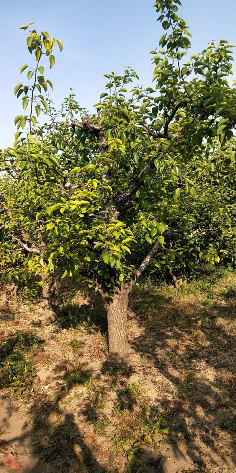 【正上市】钙果苗，钙果种苗，钙果苗产地，钙果苗价格规格齐
