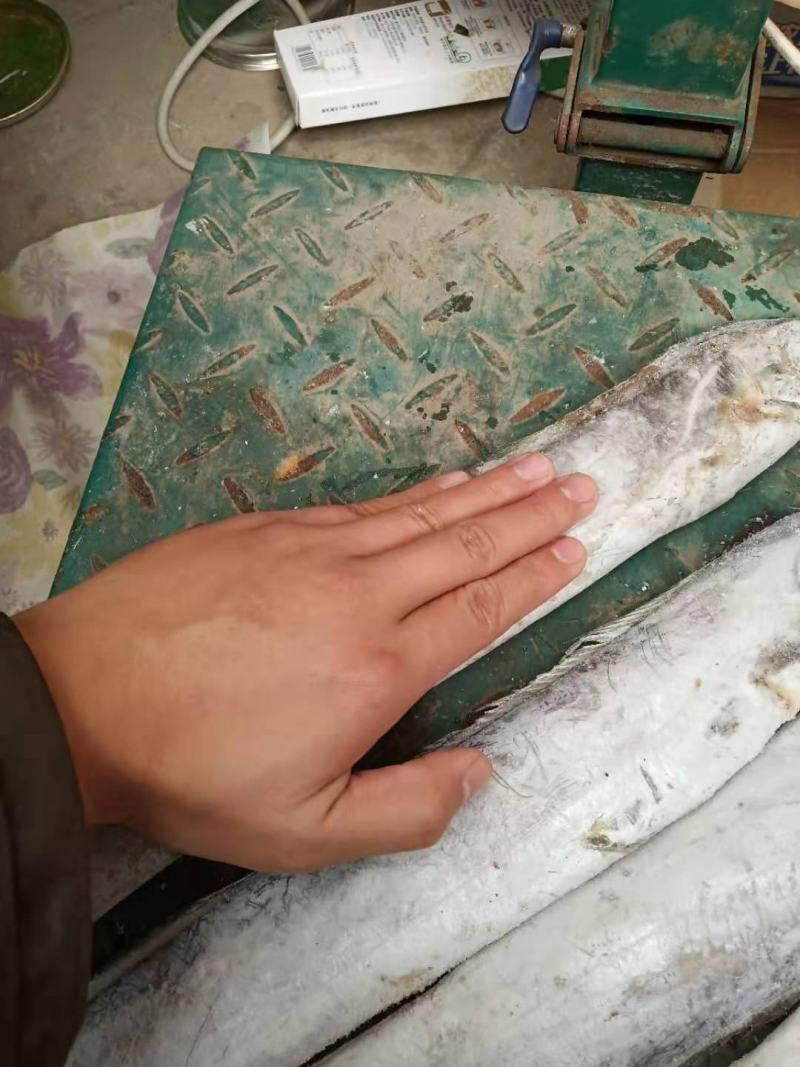 可送上海正宗东海吕四带鱼批发，工厂码头直销，好货