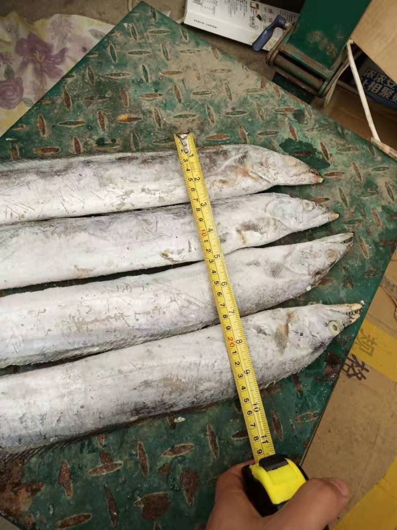 可送上海正宗东海吕四带鱼批发，工厂码头直销，好货