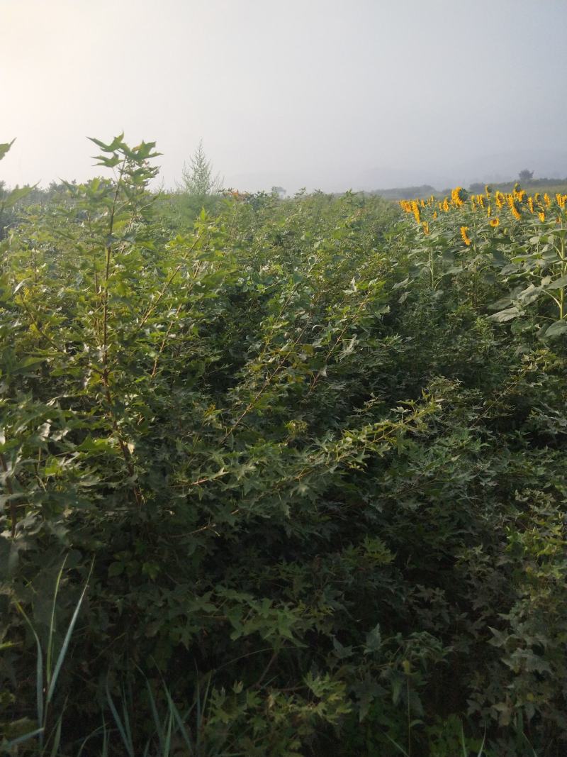 【实力火热】侧柏苗杯苗产地直发山西侧柏苗批发价可视频看货