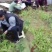 紫花三叉白芨直播苗，苗高15公分到20公分，通货，