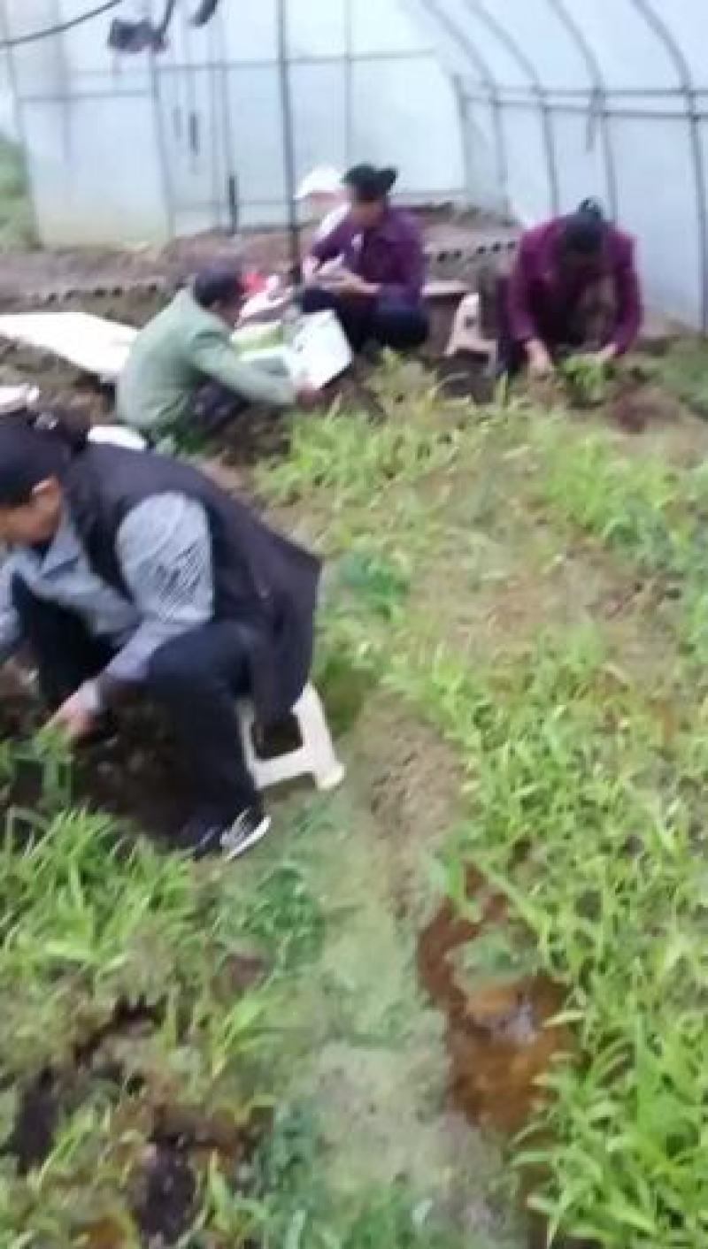 紫花三叉白芨直播苗，苗高15公分到20公分，通货，