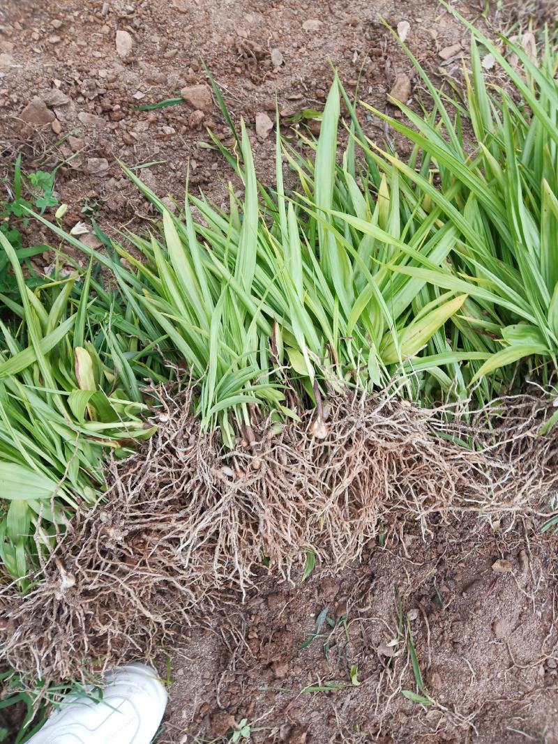 紫花三叉白芨直播苗，苗高15公分到20公分，通货，