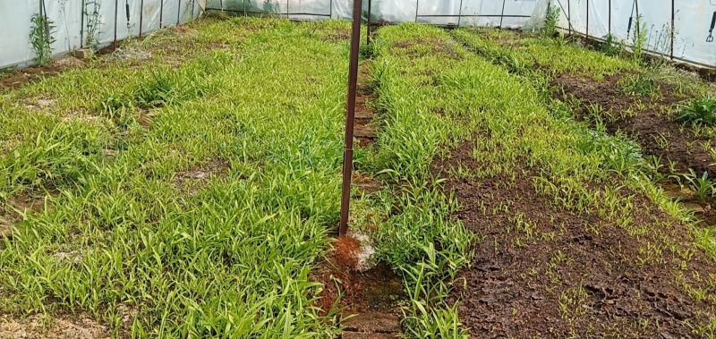 紫花三叉白芨直播苗，苗高15公分到20公分，通货，