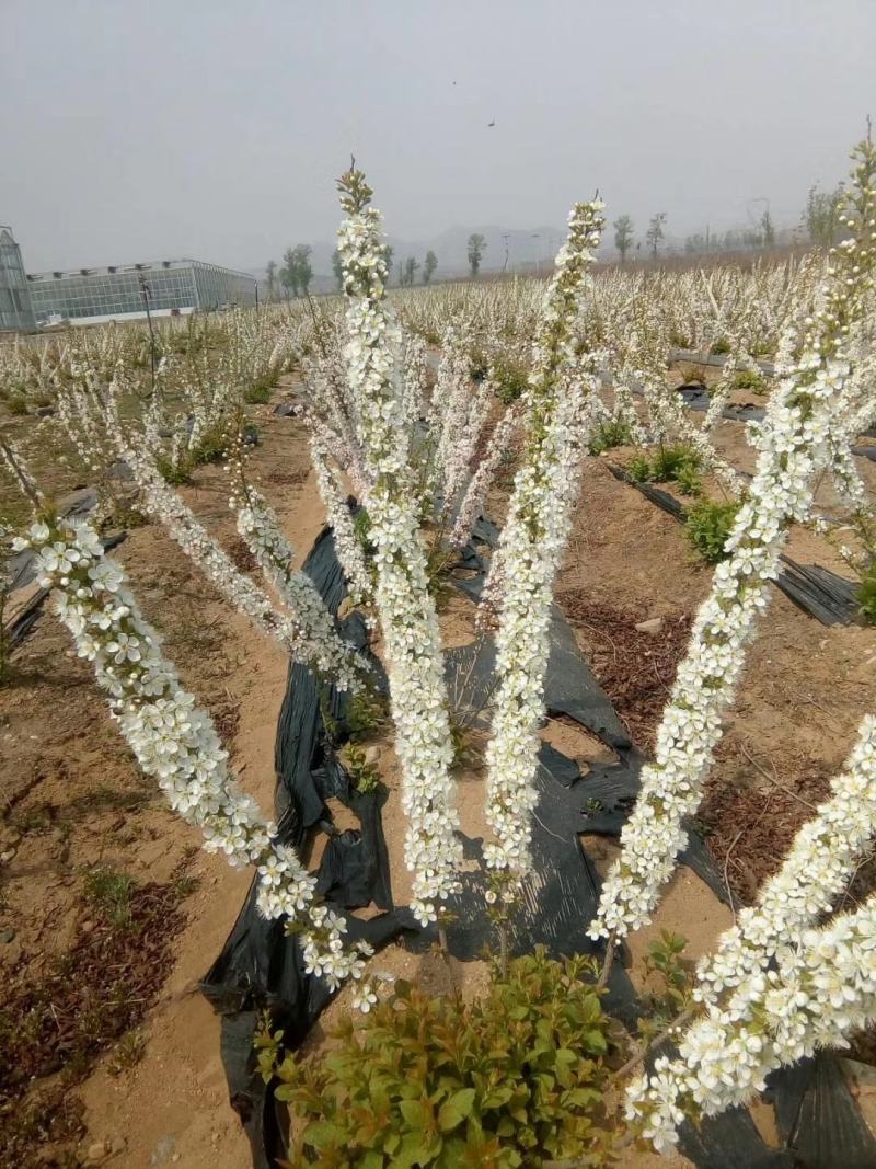 【人气】钙果苗杂交农大钙果苗南北种植，产地批发钙果种苗