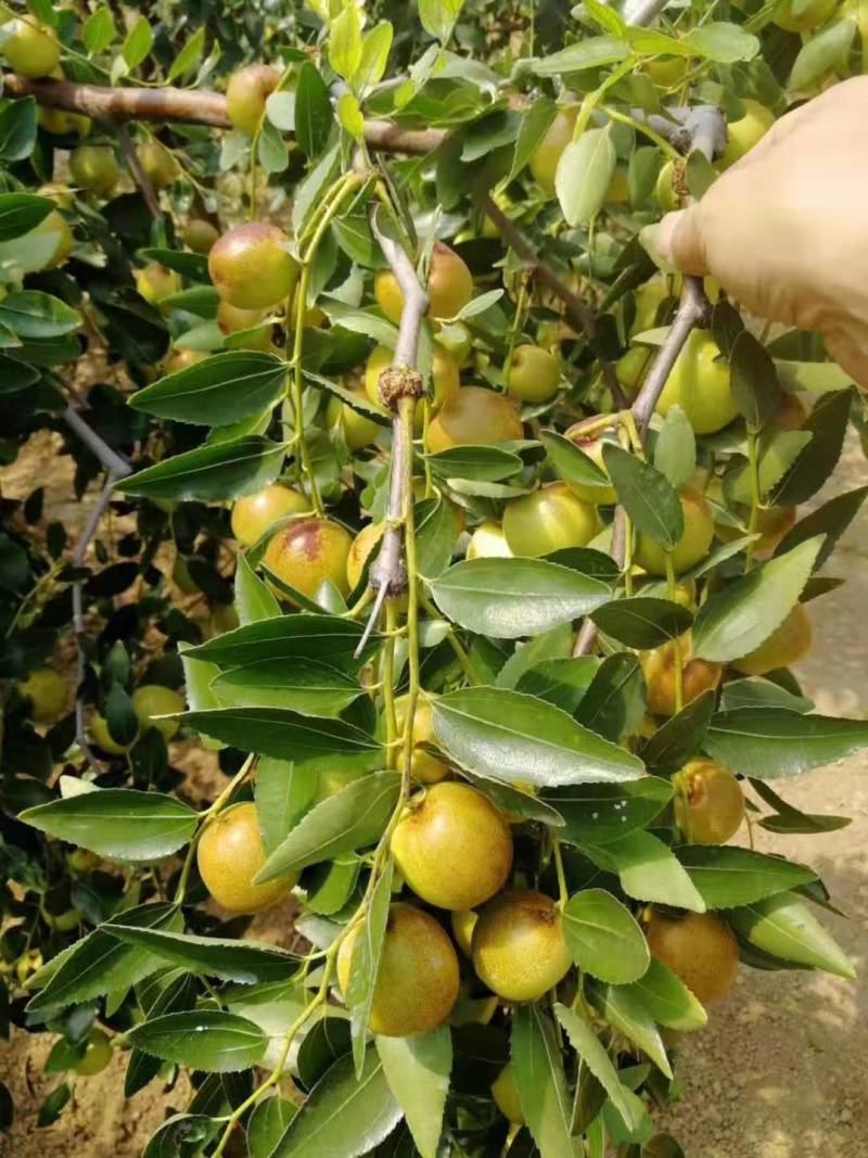 枣，冬枣之乡陕西大荔优质冬枣