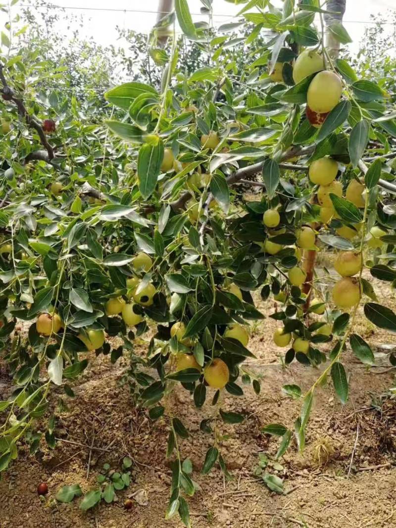 枣，冬枣之乡陕西大荔优质冬枣