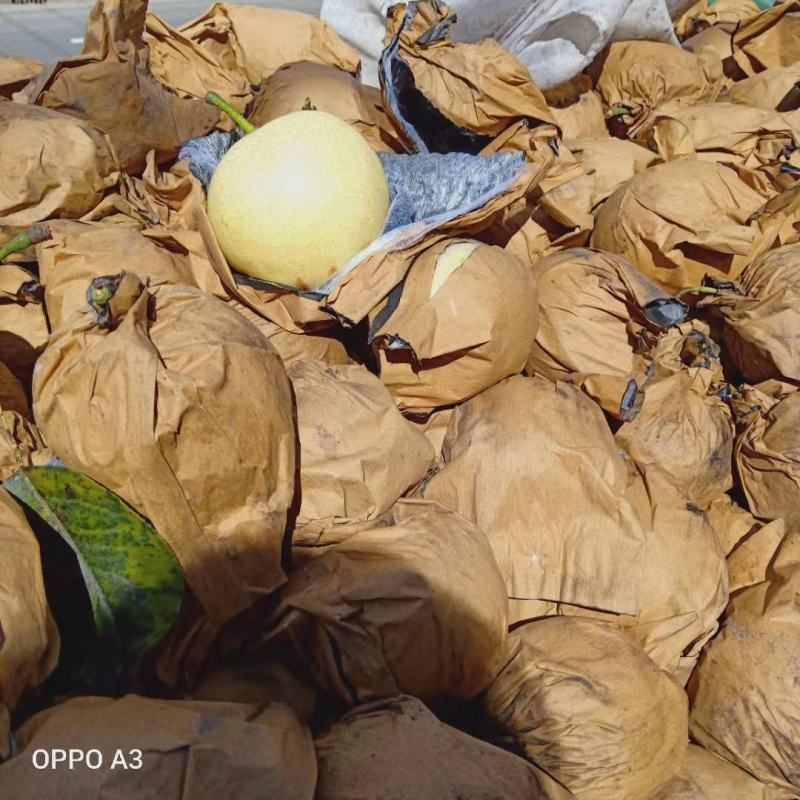 原装袋皇冠梨甜梨口感甜价格便宜大量有货