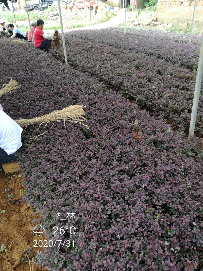 长期大量供应红继木，毛杜鹃，扦插芽苗