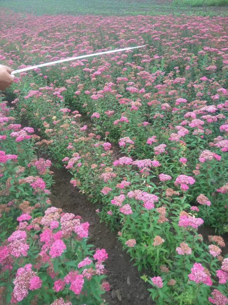日本绣线菊.金山.金焰绣线菊小苗，工程用苗量大优惠