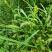 仙鹤草天然采摘2024新货非种植干货批发零售均可
