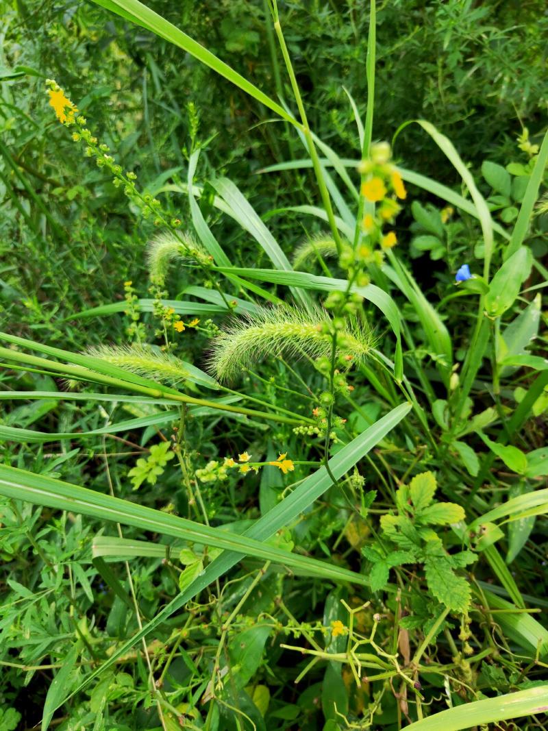 仙鹤草天然采摘2024新货非种植干货批发零售均可