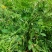 仙鹤草天然采摘2024新货非种植干货批发零售均可