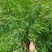 仙鹤草天然采摘2024新货非种植干货批发零售均可