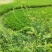 仙鹤草天然采摘2024新货非种植干货批发零售均可