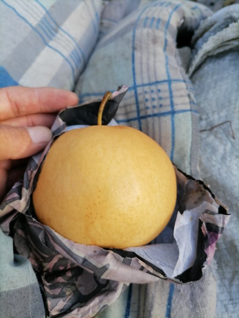 金手指葡萄，阳光玫瑰葡萄，元黄梨，有要的联系我