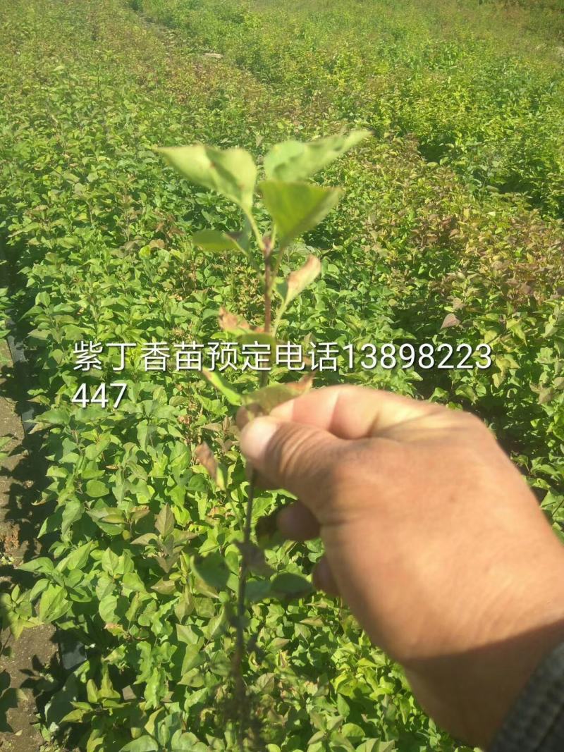 东北耐寒苗木，紫丁香，金叶榆小苗预订中，陈革苗圃直销