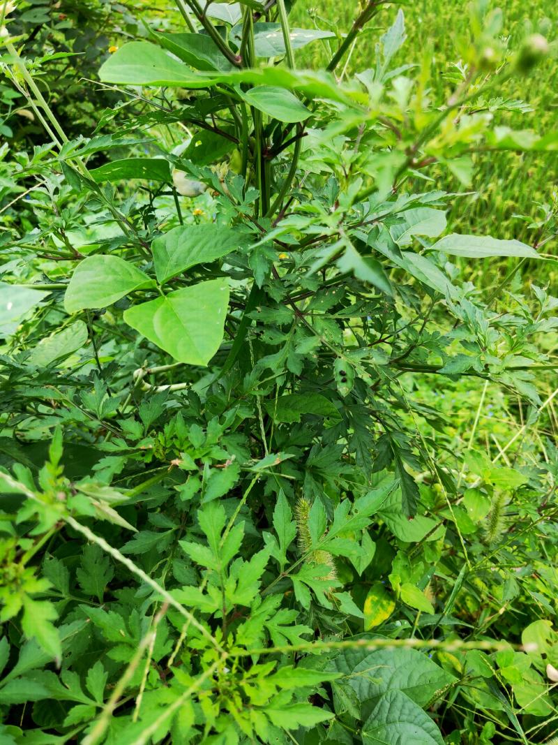 鬼针草婆婆针粘人草新货天然采摘晒干切断大别山区采挖