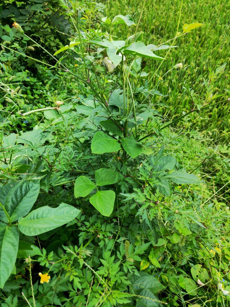 鬼针草婆婆针粘人草新货天然采摘晒干切断大别山区采挖