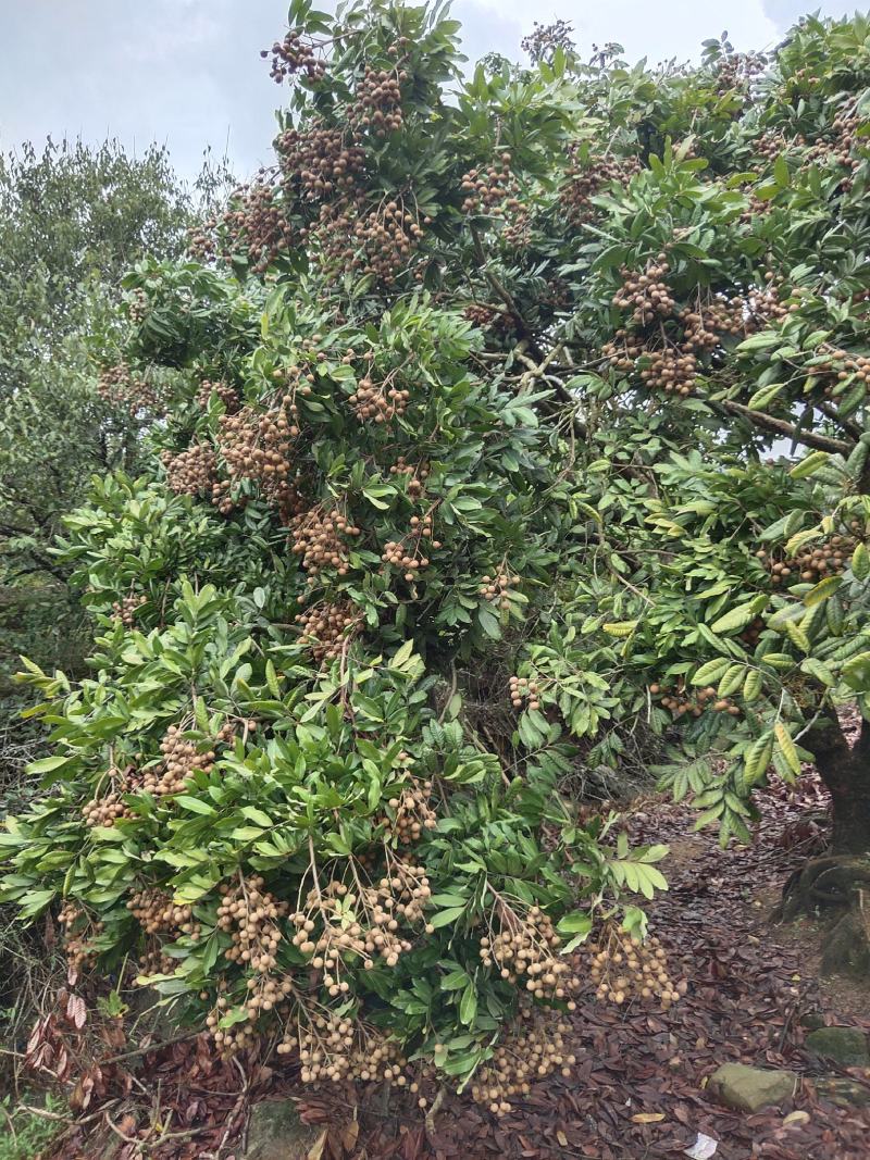 龙眼产地：大量草铺储良龙眼上市，果靓甜度高肉脆、粒粒饱满