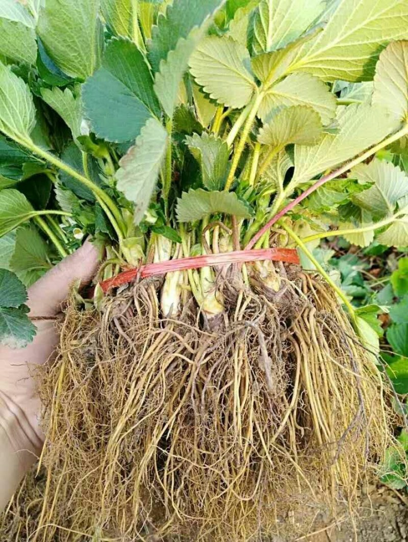 章姬草莓苗批发章姬甜宝草莓苗妙香7号草莓苗现挖苗保鲜