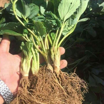 章姬草莓苗批发章姬甜宝草莓苗妙香7号草莓苗现挖苗保鲜