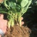章姬草莓苗批发章姬甜宝草莓苗妙香7号草莓苗现挖苗保鲜