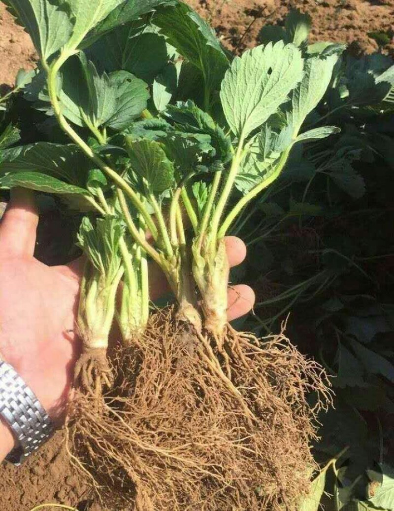 章姬草莓苗批发章姬甜宝草莓苗妙香7号草莓苗现挖苗保鲜