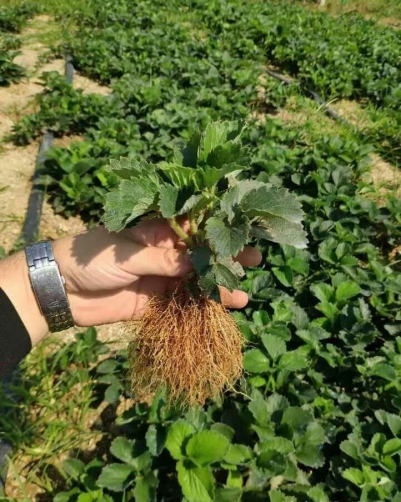 章姬草莓苗批发章姬甜宝草莓苗妙香7号草莓苗现挖苗保鲜