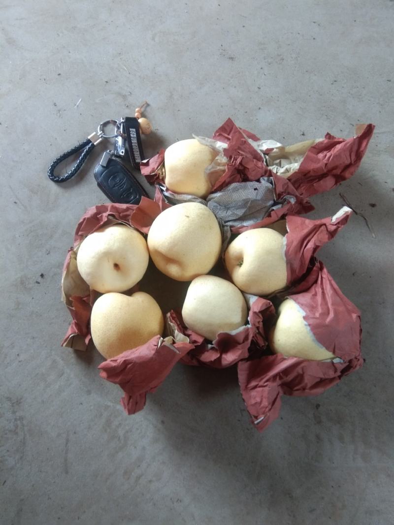 陕西酥梨大量上市，产地直销，味美多汁，欢迎采购