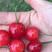 适应南方种植的大樱桃苗（玛瑙红鸡心乌克兰红妃冰库黑珍珠）