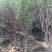 独杆石榴树石榴树丛生石榴6公分独杆最新报价165
