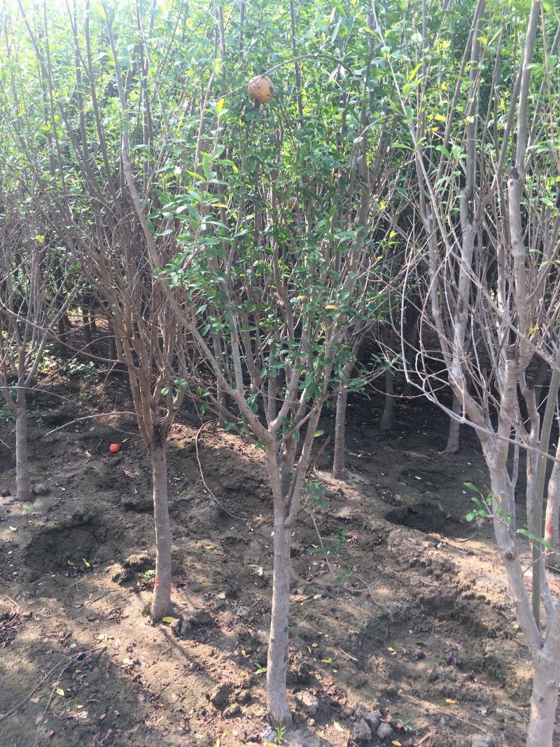 独杆石榴树石榴树丛生石榴6公分独杆最新报价165