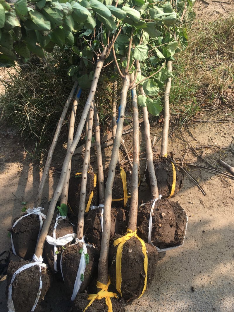 独杆石榴树石榴树丛生石榴6公分独杆最新报价165