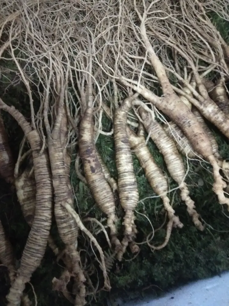 野山参　中国長白山製　20年から25年 长白山人参(CBM GINSENG)参类报价_参数_图片_视频_怎么样_问答