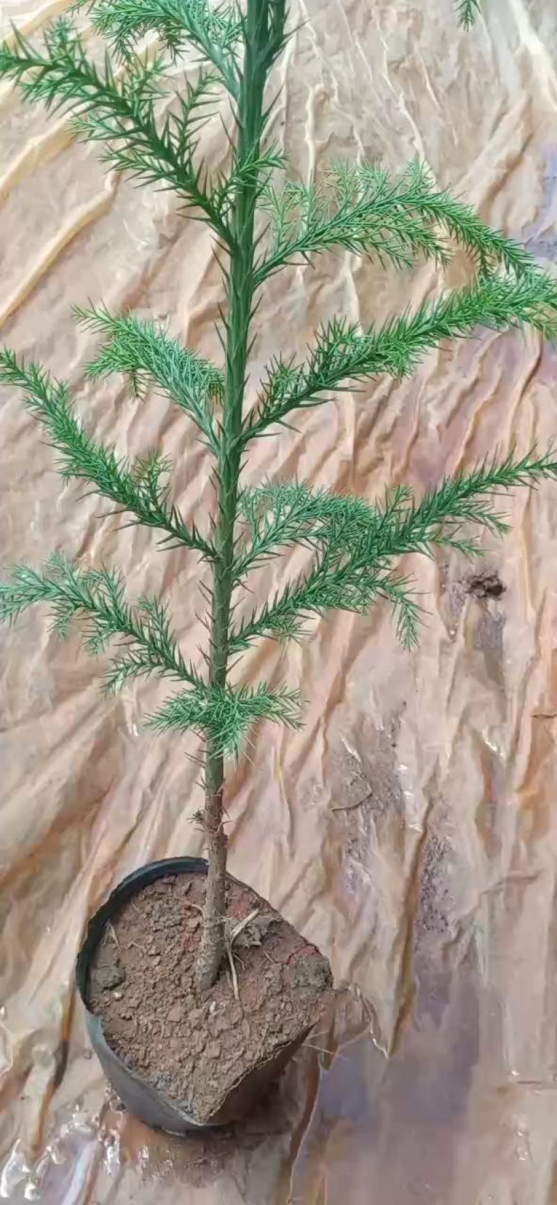 大袋柳杉苗，小袋柳杉苗，苗圃直销，证件齐全