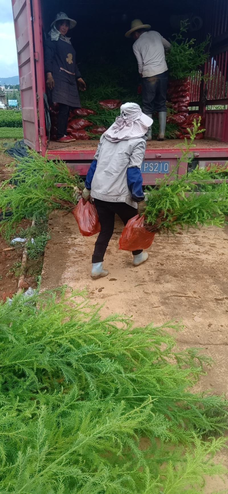 柳杉【2年生柳杉老苗，袋苗】大袋苗，苗圃直销，证件齐全