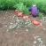 柳杉【2年生柳杉老苗，袋苗】大袋苗，苗圃直销，证件齐全